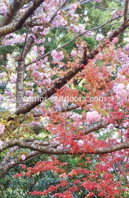 頭高山休憩所近くにて、春もみじと八重桜の饗宴